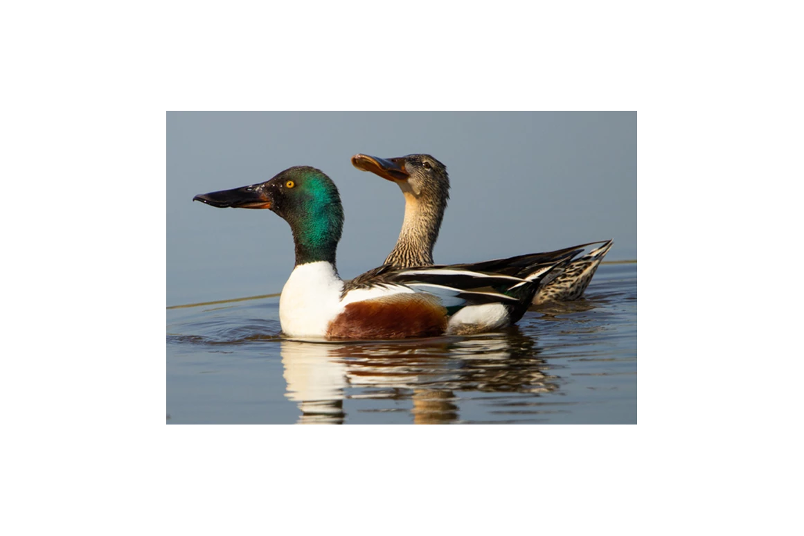 Ausflugsziel: NABU-Wasservogelreservat Wallnau