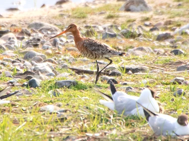 Ausflugsziel: NABU-Wasservogelreservat Wallnau