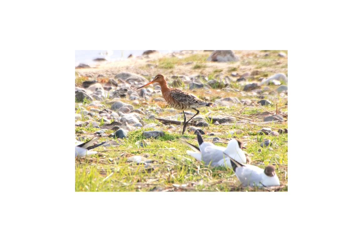 Ausflugsziel: NABU-Wasservogelreservat Wallnau