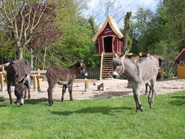 Ausflugsziel: Esel- & Landspielhof Nessendorf