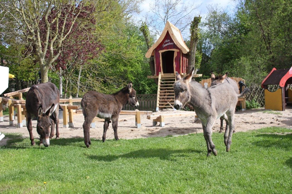 Ausflugsziel: Esel- & Landspielhof Nessendorf