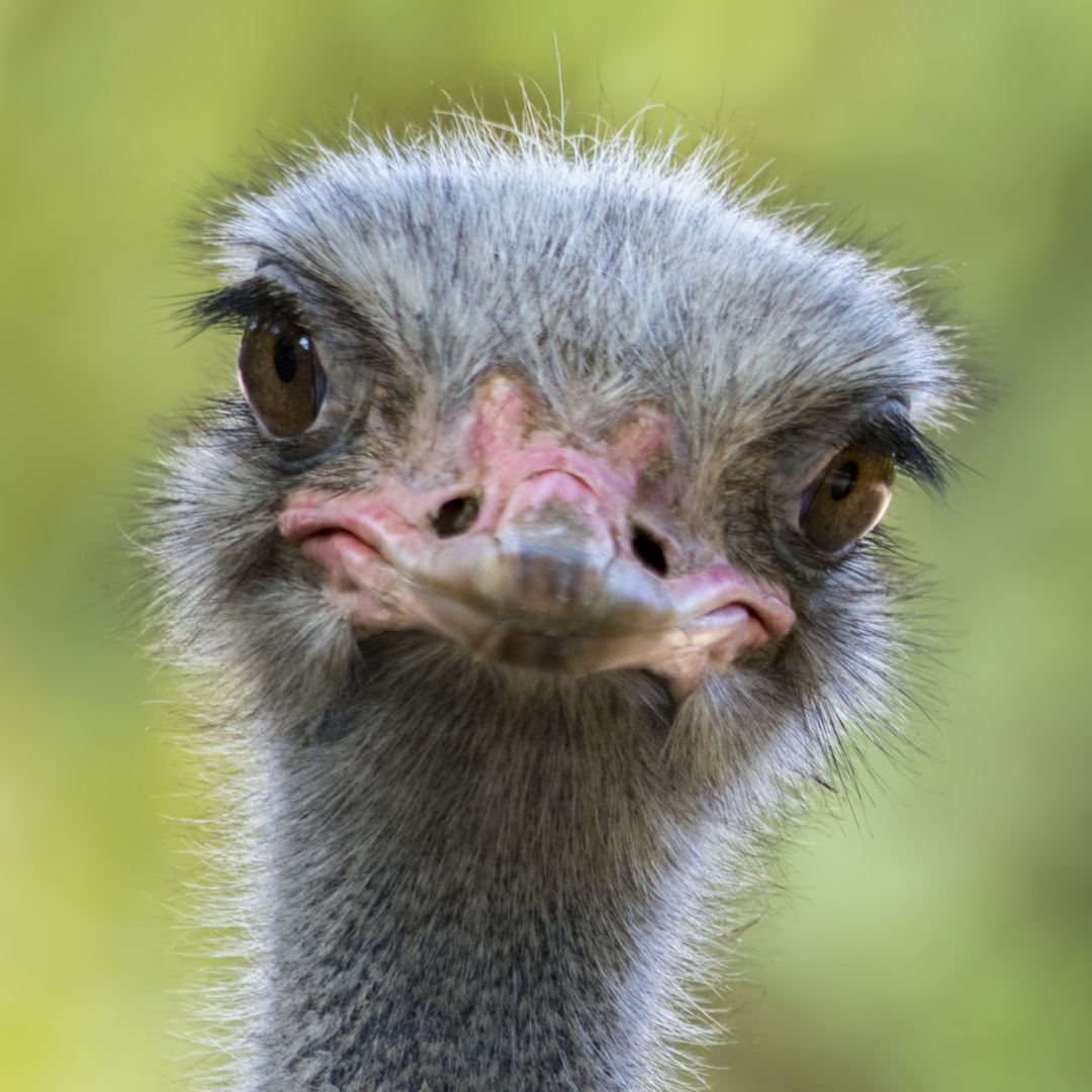 Voyage avec des enfants - Alter der Kinder: über 10 Jahre - Eckernförde - Symbolbild für Ausflugsziel Straußenfarm Ostseeblick. Keine korrekte oder ähnlich Darstellung! - Straußenfarm Ostseeblick