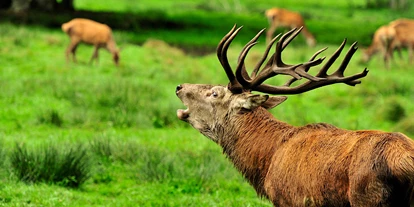 Ausflug mit Kindern - Todesfelde - Wildpark Eekholt