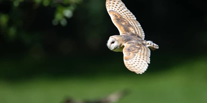 Ausflug mit Kindern - Todesfelde - Wildpark Eekholt