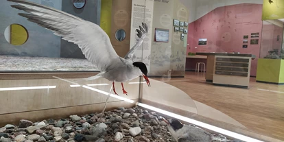 Viaggio con bambini - Hohwacht - Naturwerkstatt Priwall