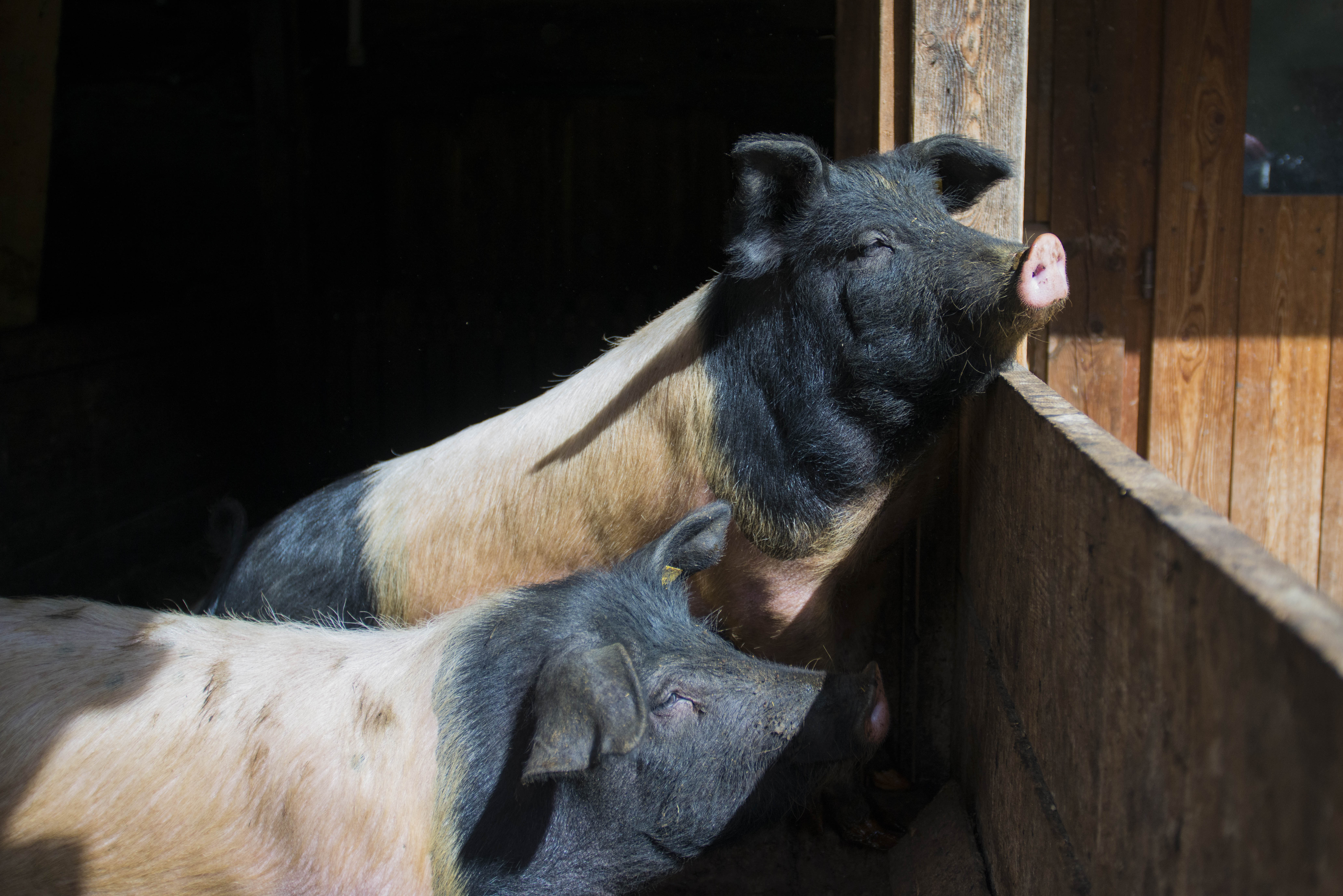 Ausflugsziel: Arche- und Biobauernhof Oberniederhof