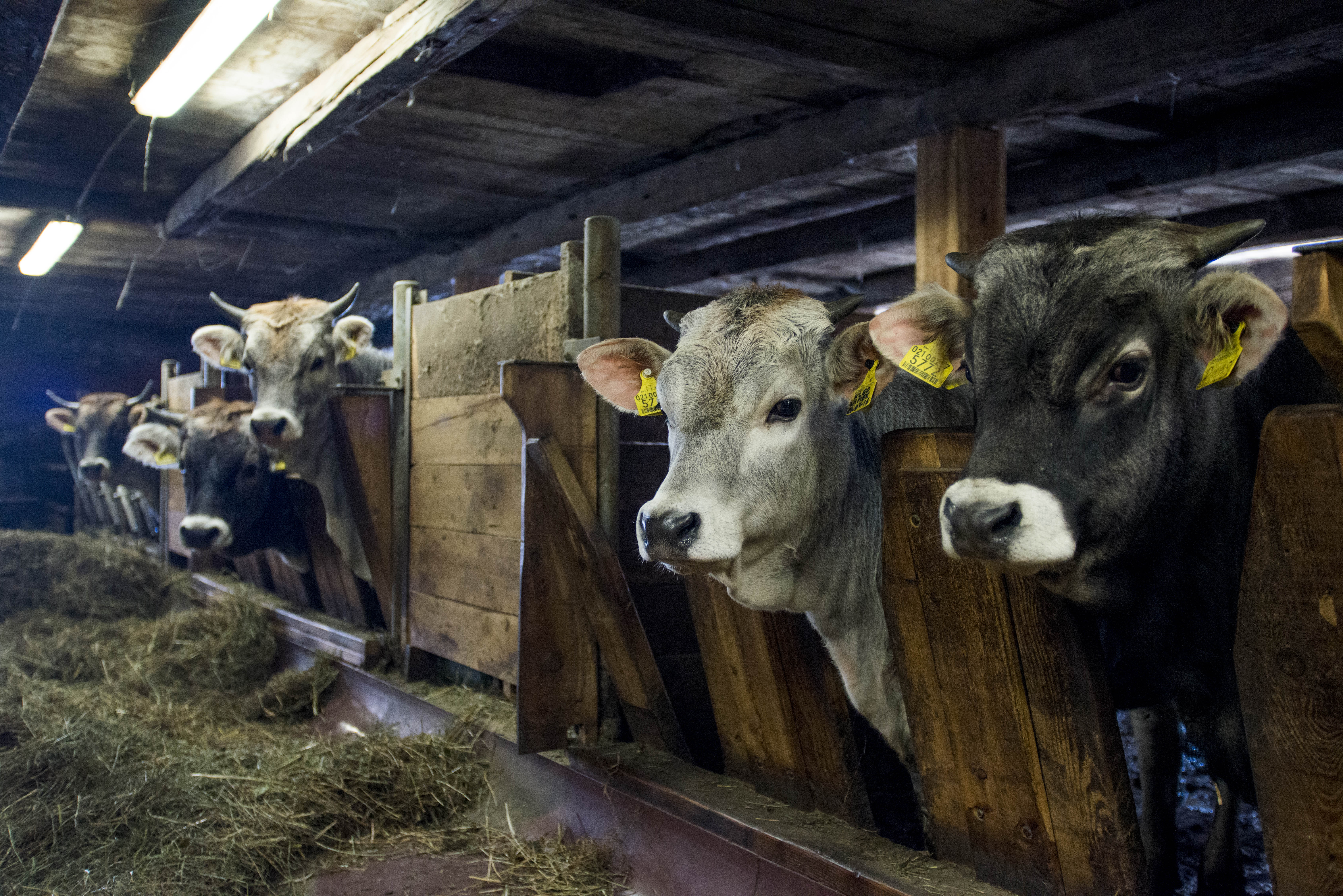 Ausflugsziel: Arche- und Biobauernhof Oberniederhof