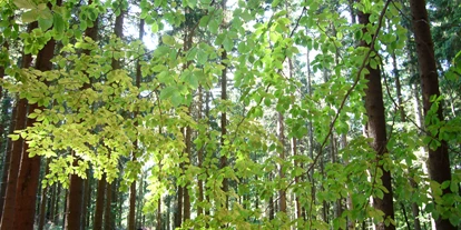 Reis met kinderen - Gallspach - Spaziergang in den umliegenden Wald - Fischteiche und Jausenstation Thomandl