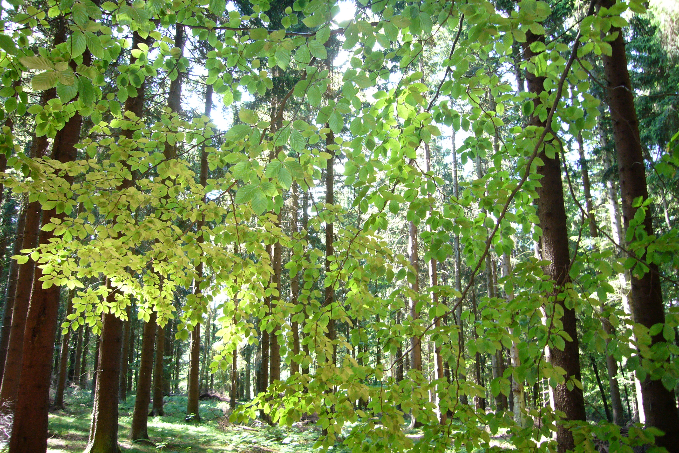 Ausflugsziel: Fischteiche und Jausenstation Thomandl