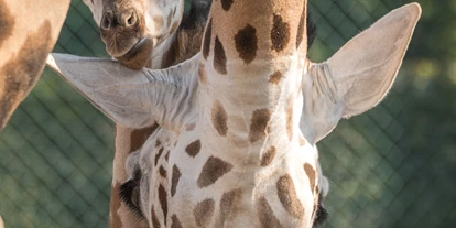 Voyage avec des enfants - Frauenfeld - Knies Kinderzoo - Tiere hautnah