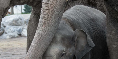 Voyage avec des enfants - Frauenfeld - Knies Kinderzoo - Tiere hautnah