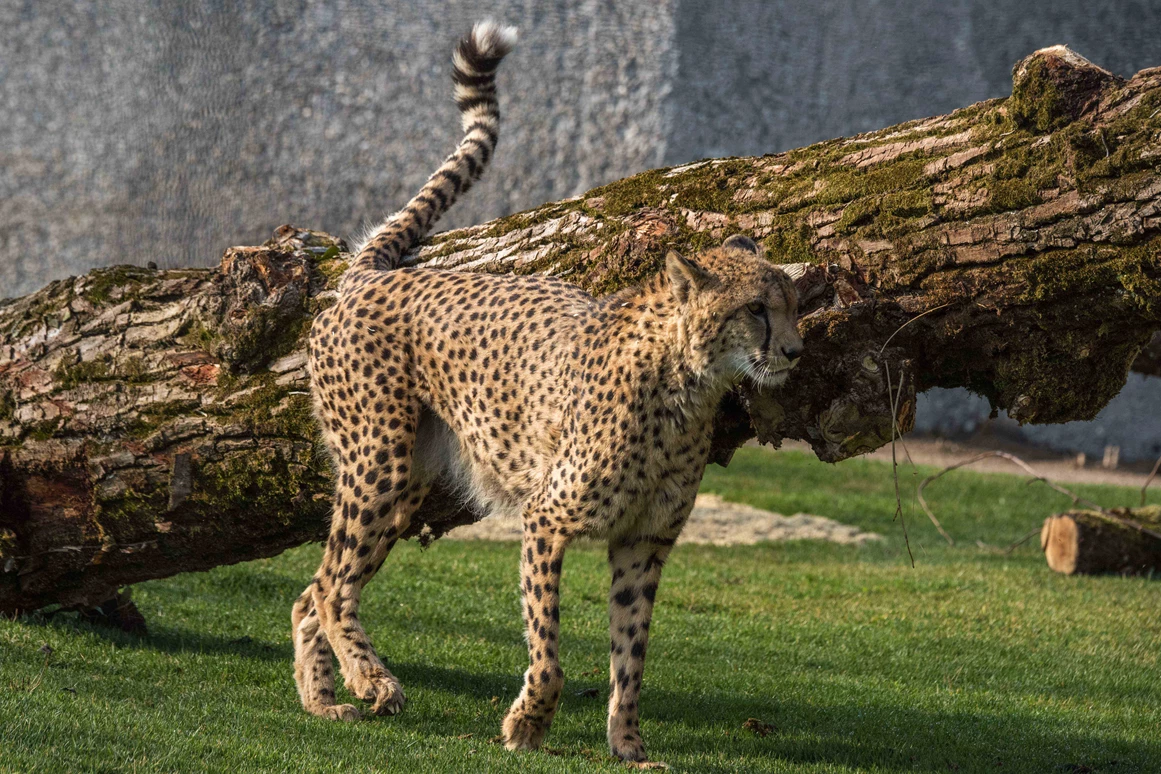 Ausflugsziel: Knies Kinderzoo - Tiere hautnah