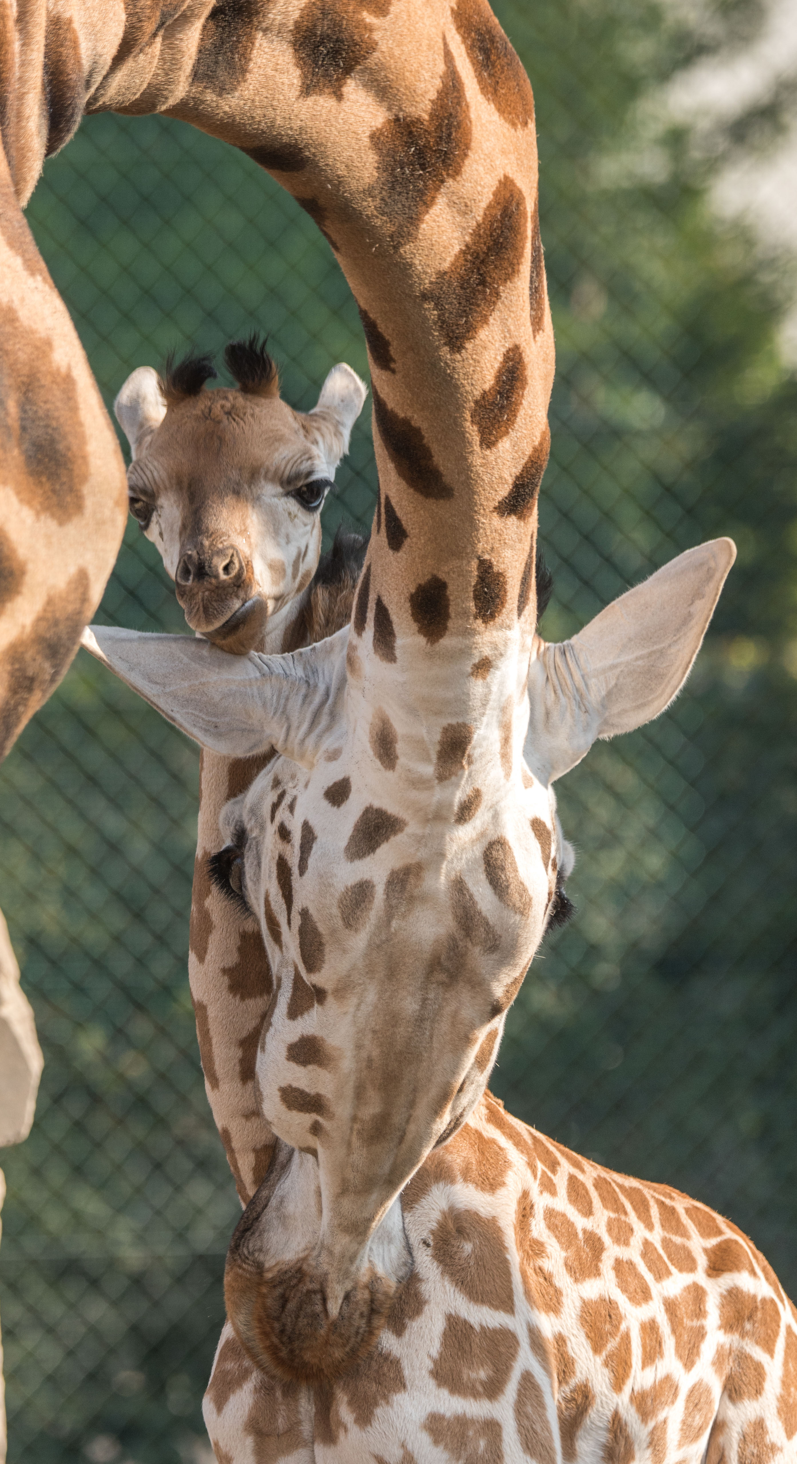 Ausflugsziel: Knies Kinderzoo - Tiere hautnah