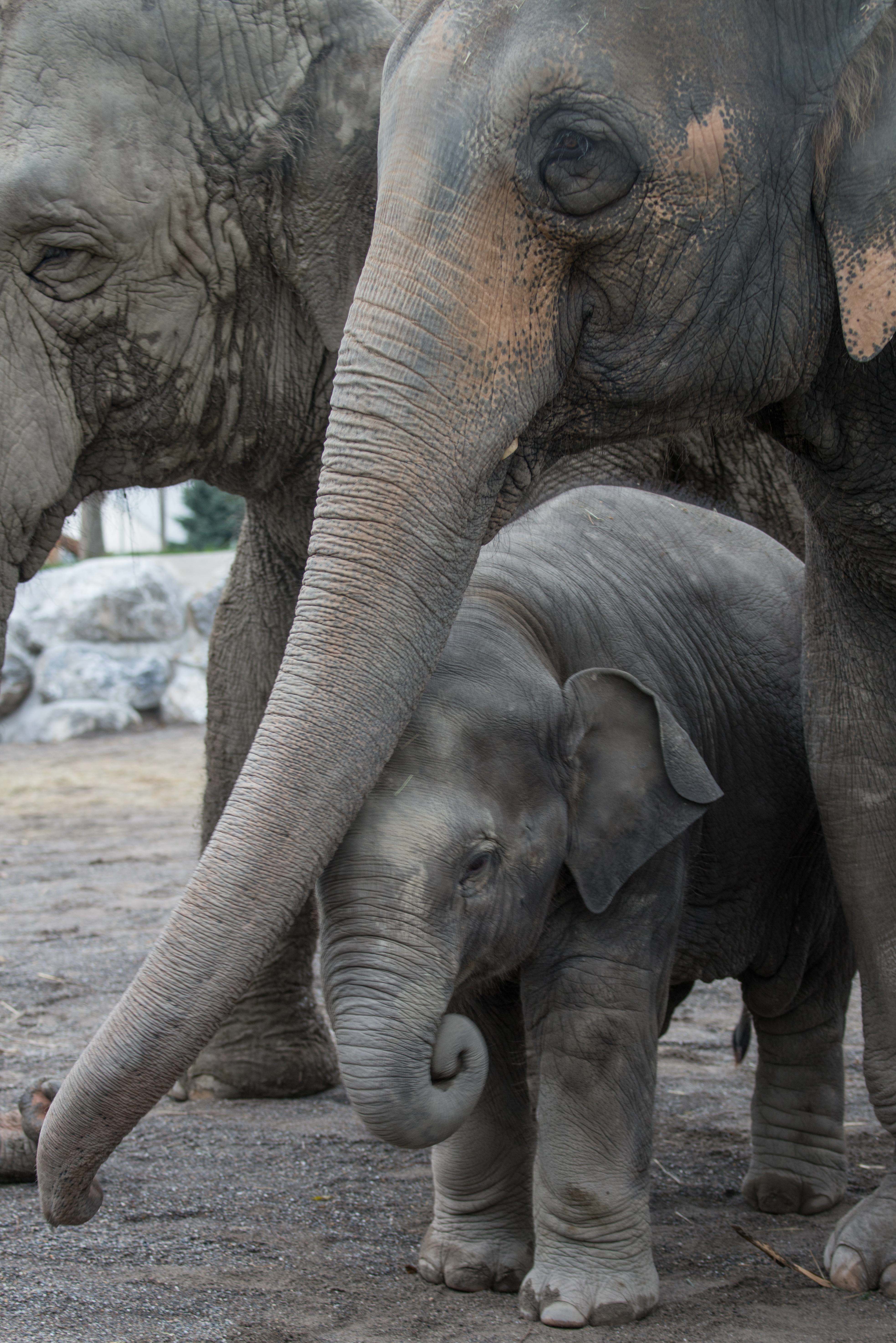 Ausflugsziel: Knies Kinderzoo - Tiere hautnah