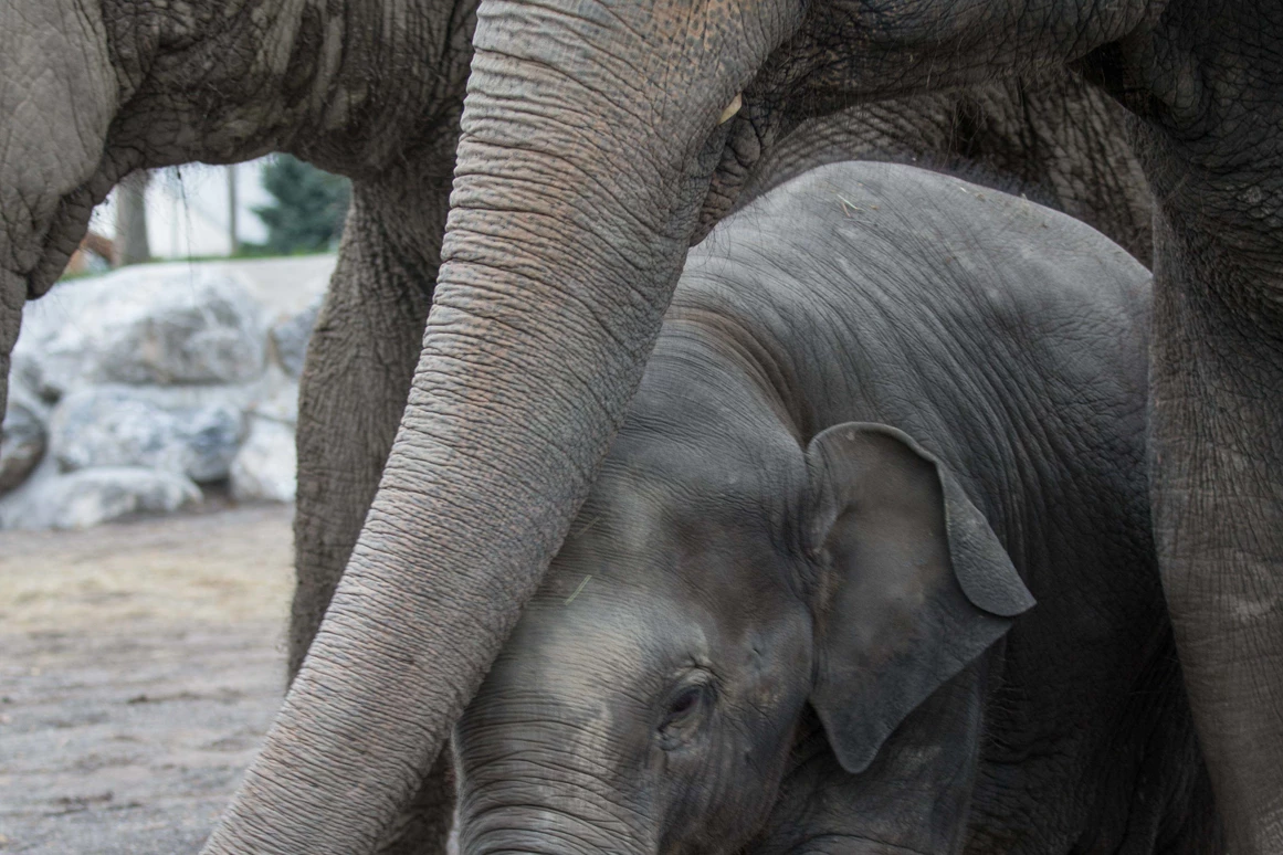 Ausflugsziel: Knies Kinderzoo - Tiere hautnah