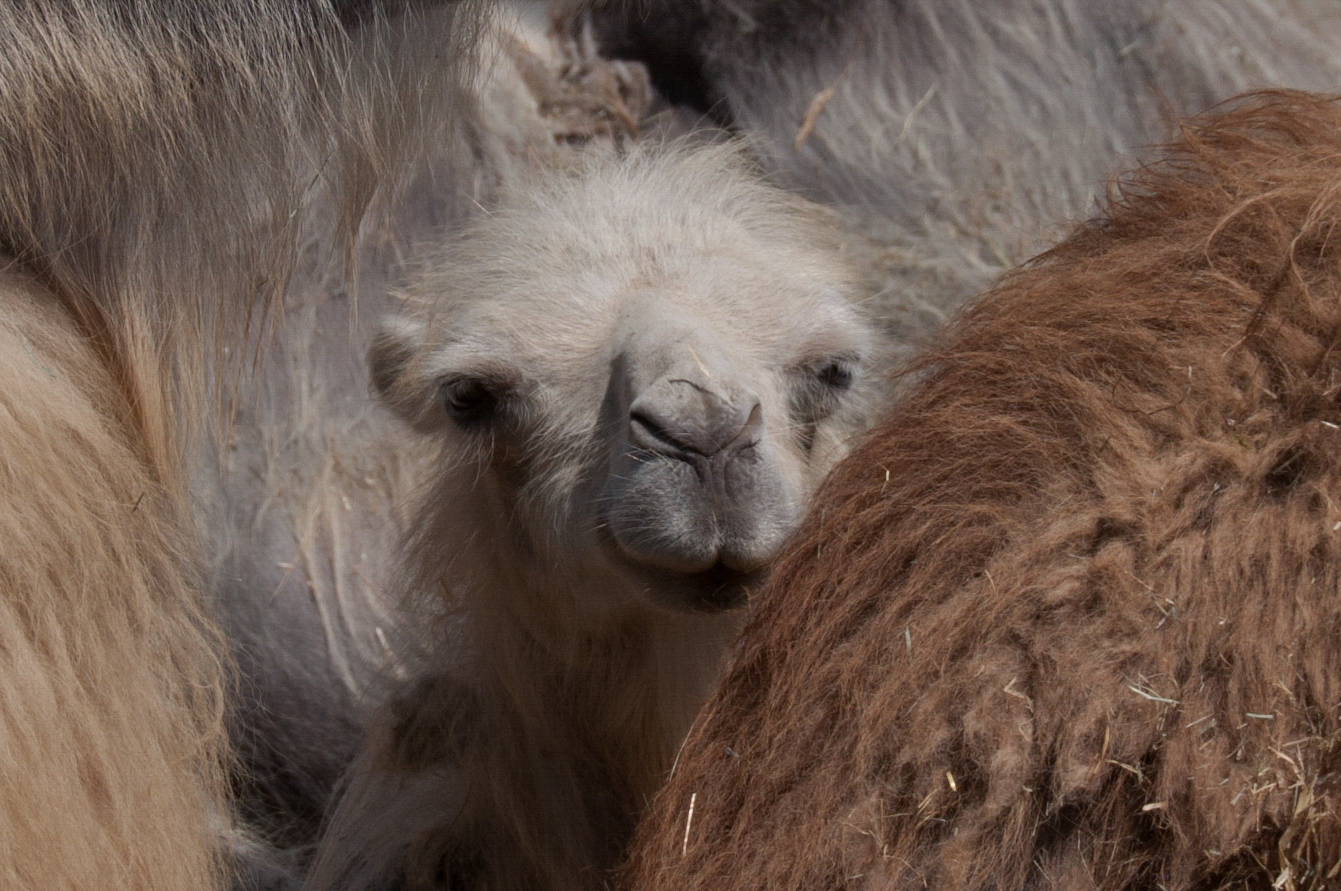 Ausflugsziel: Knies Kinderzoo - Tiere hautnah