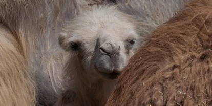 Voyage avec des enfants - Frauenfeld - Knies Kinderzoo - Tiere hautnah