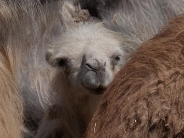 Ausflugsziel: Knies Kinderzoo - Tiere hautnah