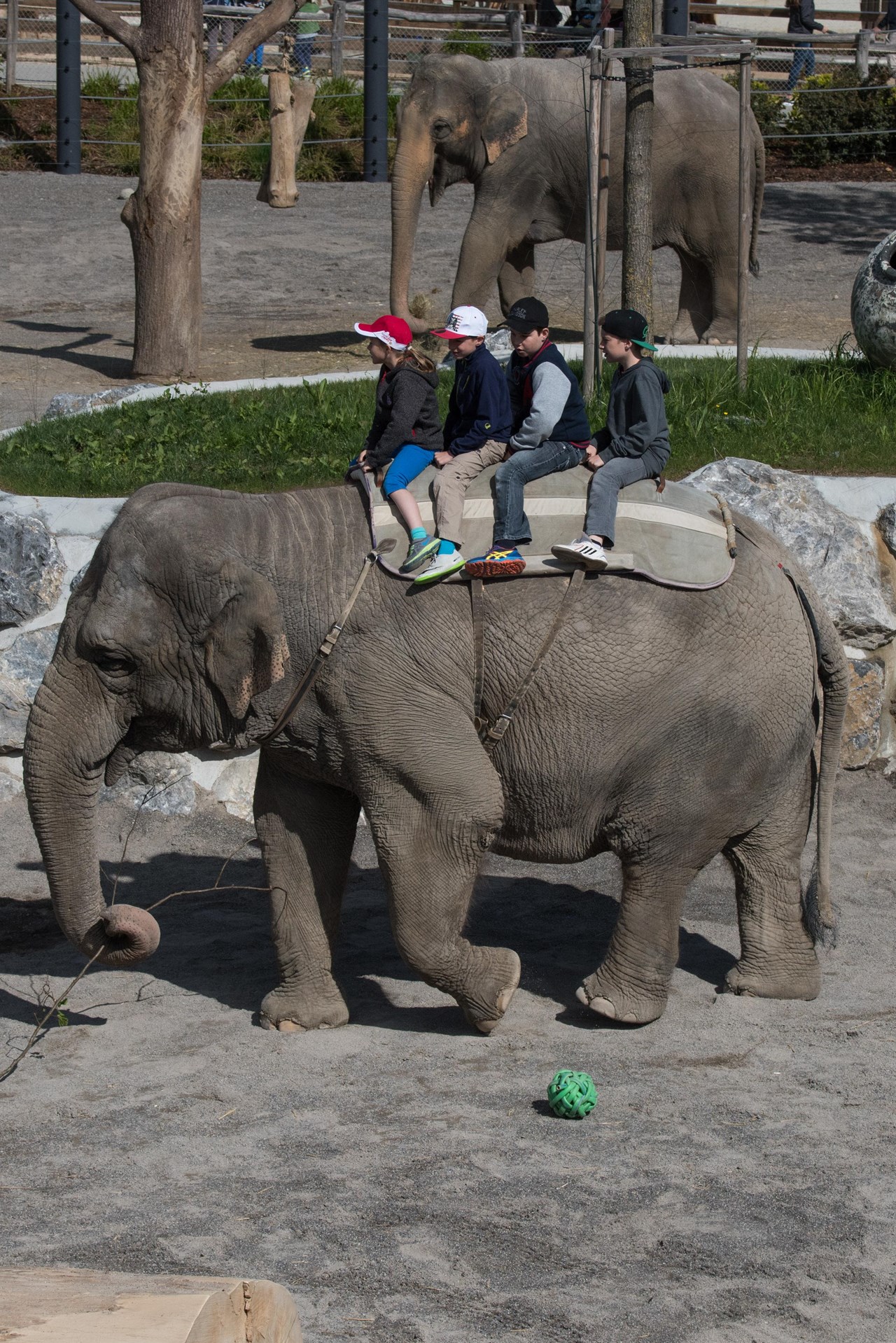 Knies Kinderzoo - Tiere hautnah Highlights beim Ausflugsziel Elefantenreiten