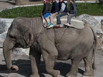 Knies Kinderzoo - Tiere hautnah Highlights beim Ausflugsziel Elefantenreiten