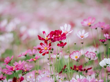 Ausflugsziel: Symbolbild für Ausflugsziel Naturmuseum St.Gallen . Keine korrekte oder ähnlich Darstellung! - Naturmuseum St.Gallen