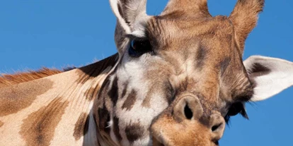 Voyage avec des enfants - Frauenfeld - Symbolbild für Ausflugsziel Zoo Zürich (Zürich). - Zoo Zürich