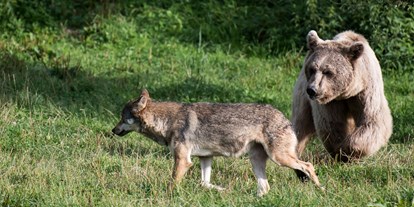 Ausflug mit Kindern - erreichbar mit: Bus - Einsiedeln - Bär und Wolf leben im Tierpark Goldau in einer Gemeinschaftsanlage.  - Natur- und Tierpark Goldau