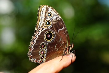 Ausflugsziel: Schmetterlingwelt