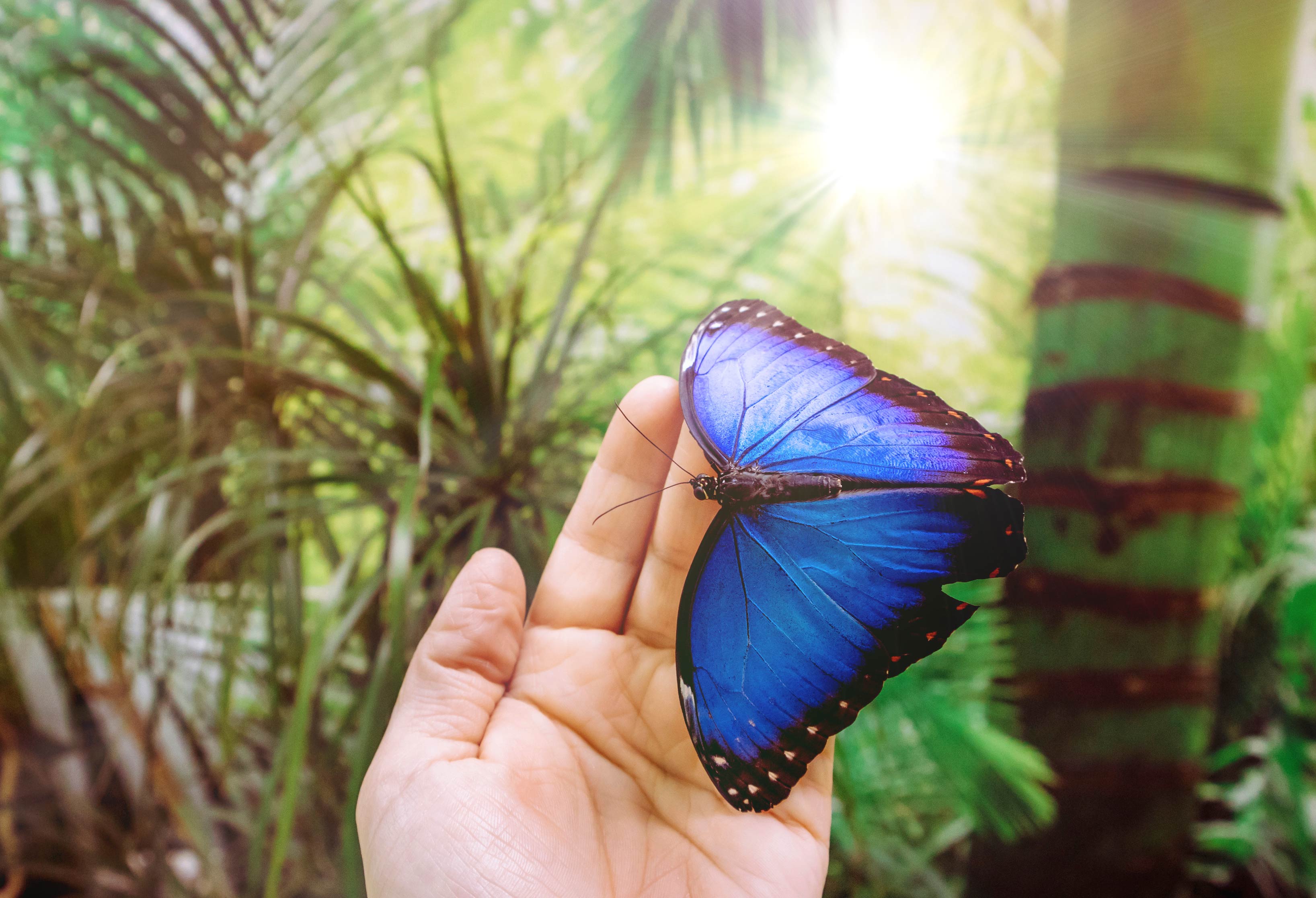 Ausflug mit Kindern - Wienerwald - Schmetterlingwelt