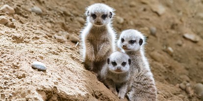 Ausflug mit Kindern - Ausflugsziel ist: ein Zoo - Zoo Basel