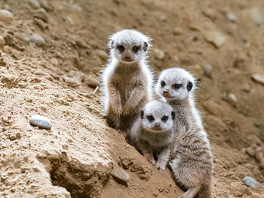 Ausflugsziel: Zoo Basel