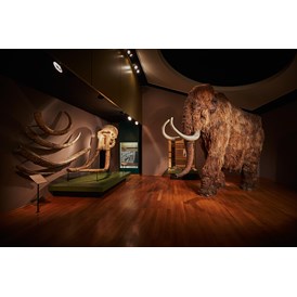 Ausflugsziel: Dauerausstellung Mammut & Säbelzahntiger - Naturhistorisches Museum Basel