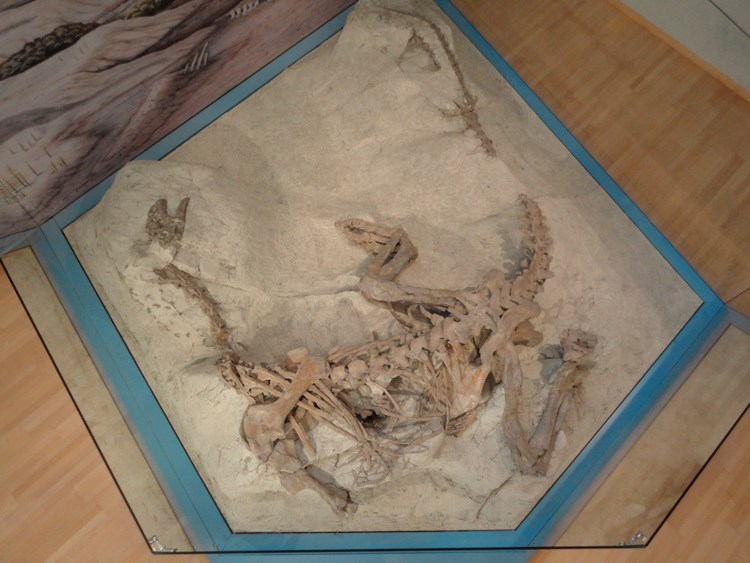 Sauriermuseum Frick Highlights beim Ausflugsziel Plateosaurier vollständig