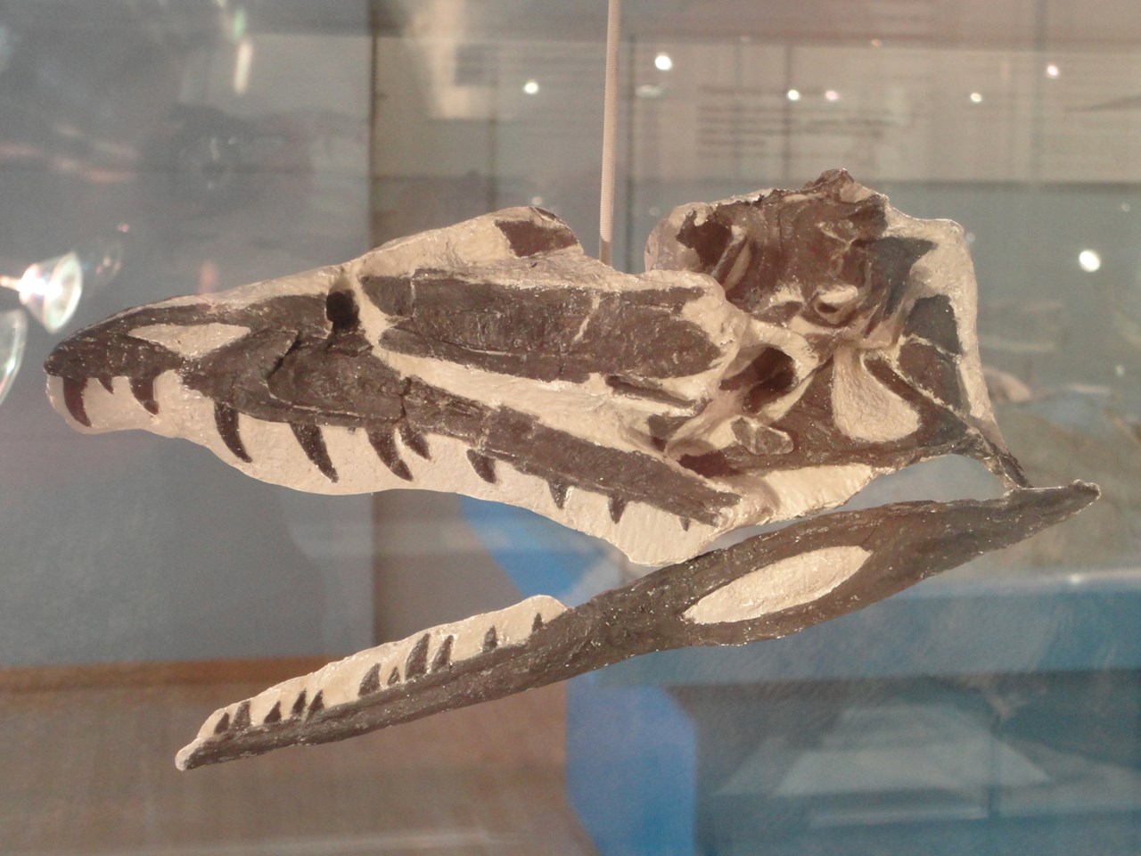 Sauriermuseum Frick Highlights beim Ausflugsziel Raubdinosaurier