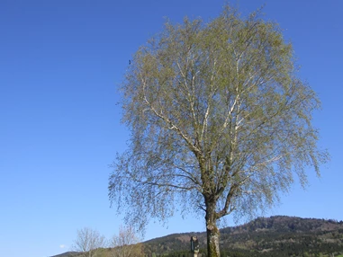 Ausflugsziel: Eiszeit Rundweg