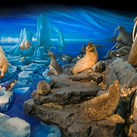 Ausflugsziel: Naturhistorisches Museum Genf: Arktis
Foto P. Wagneur - Museum of Natural History / Naturhistorisches Museum Genf