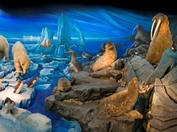 Museum of Natural History / Naturhistorisches Museum Genf Highlights beim Ausflugsziel Unverzichtbar für Familien