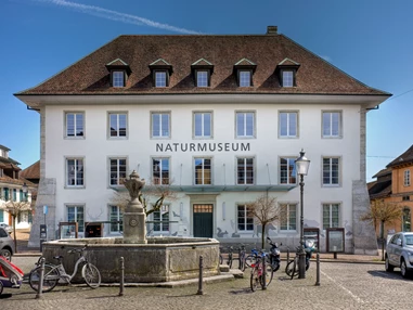 Ausflugsziel: Mitten in der barocken Altstadt liegt das Naturmuseum. - Naturmuseum Solothurn