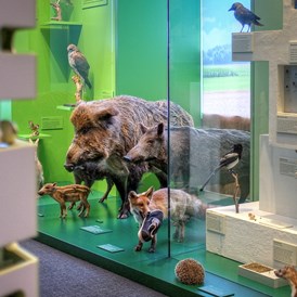 Ausflugsziel: Einheimische Lebensräume und ihre Bewohner. - Naturmuseum Solothurn