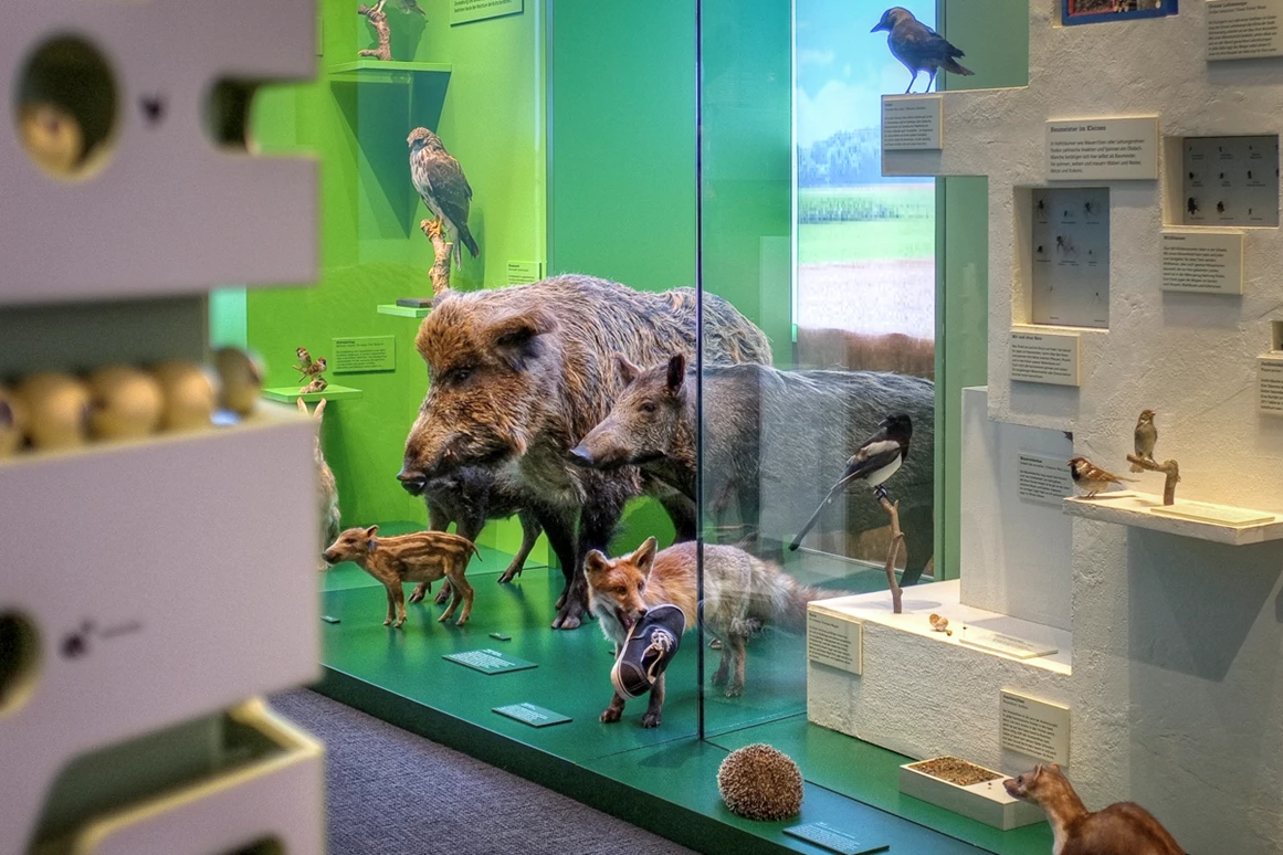 Ausflugsziel: Naturmuseum Solothurn