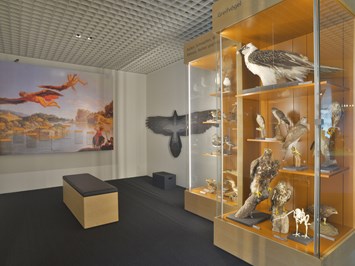 Naturmuseum Solothurn Highlights beim Ausflugsziel Vogelwelt