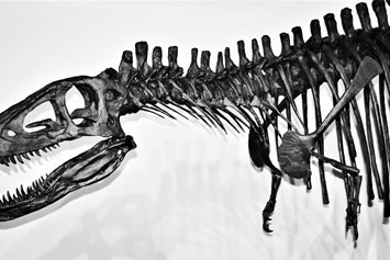 Ausflugsziel: T-Rex Eleven  - Sauriermuseum Bellach