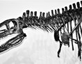 Ausflugsziel: T-Rex Eleven  - Sauriermuseum Bellach