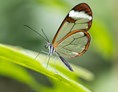 Ausflugsziel: Papiliorama Kerzers