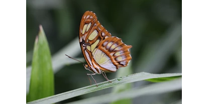 Voyage avec des enfants - La Chaux-de-Fonds - Papiliorama Kerzers