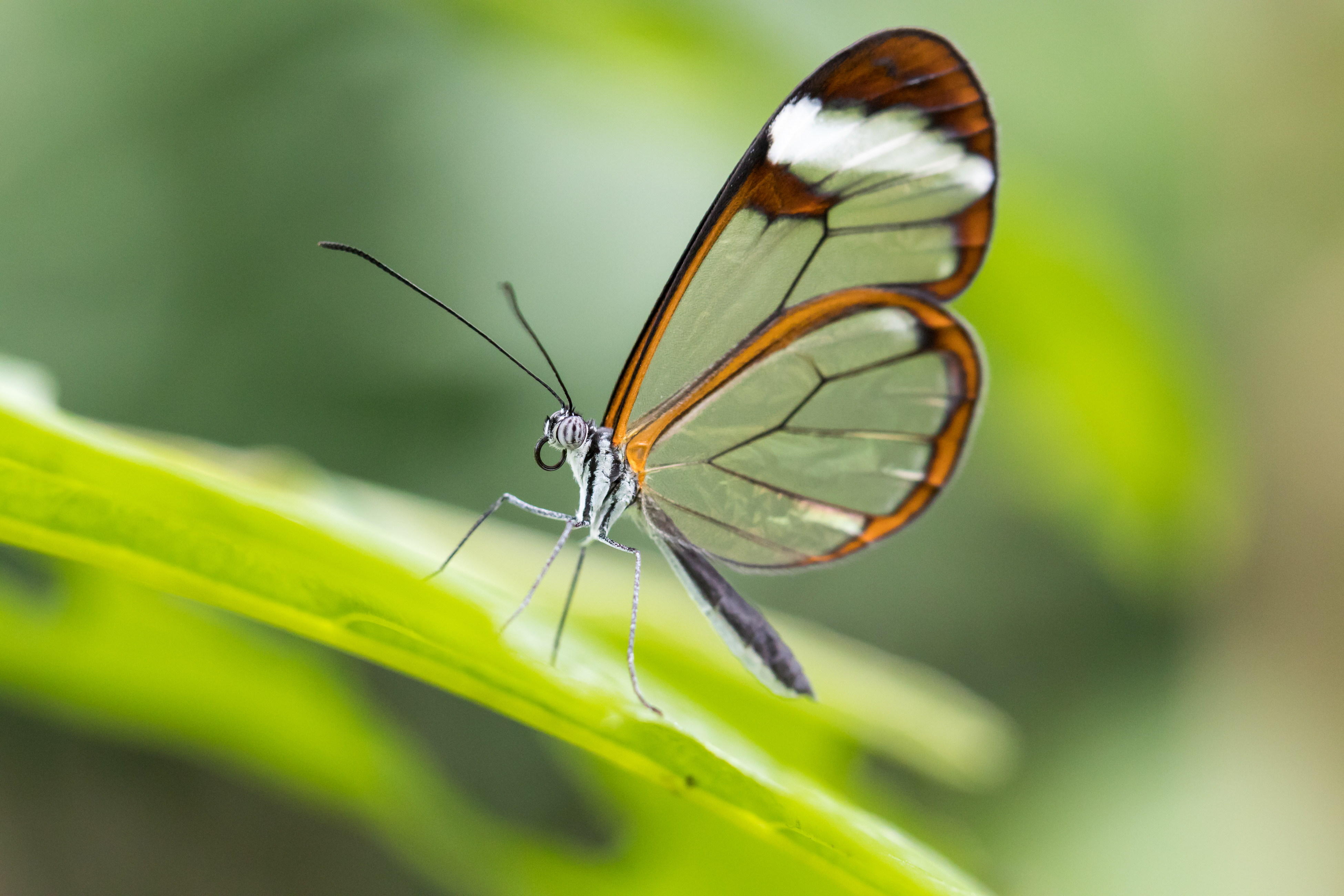 Ausflugsziel: Papiliorama Kerzers