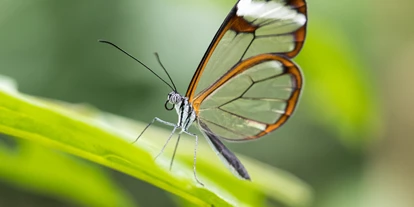 Voyage avec des enfants - La Chaux-de-Fonds - Papiliorama Kerzers