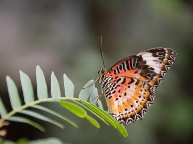 Ausflugsziel: Papiliorama Kerzers