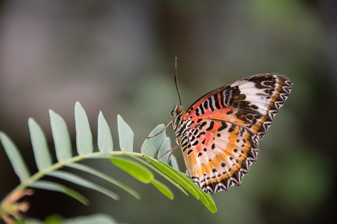 Ausflugsziel: Papiliorama Kerzers