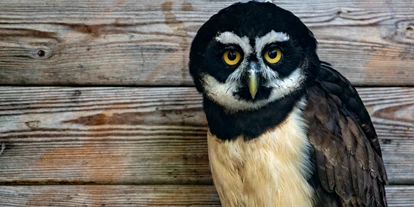 Voyage avec des enfants - Ruvigliana - Falconeria Locarno